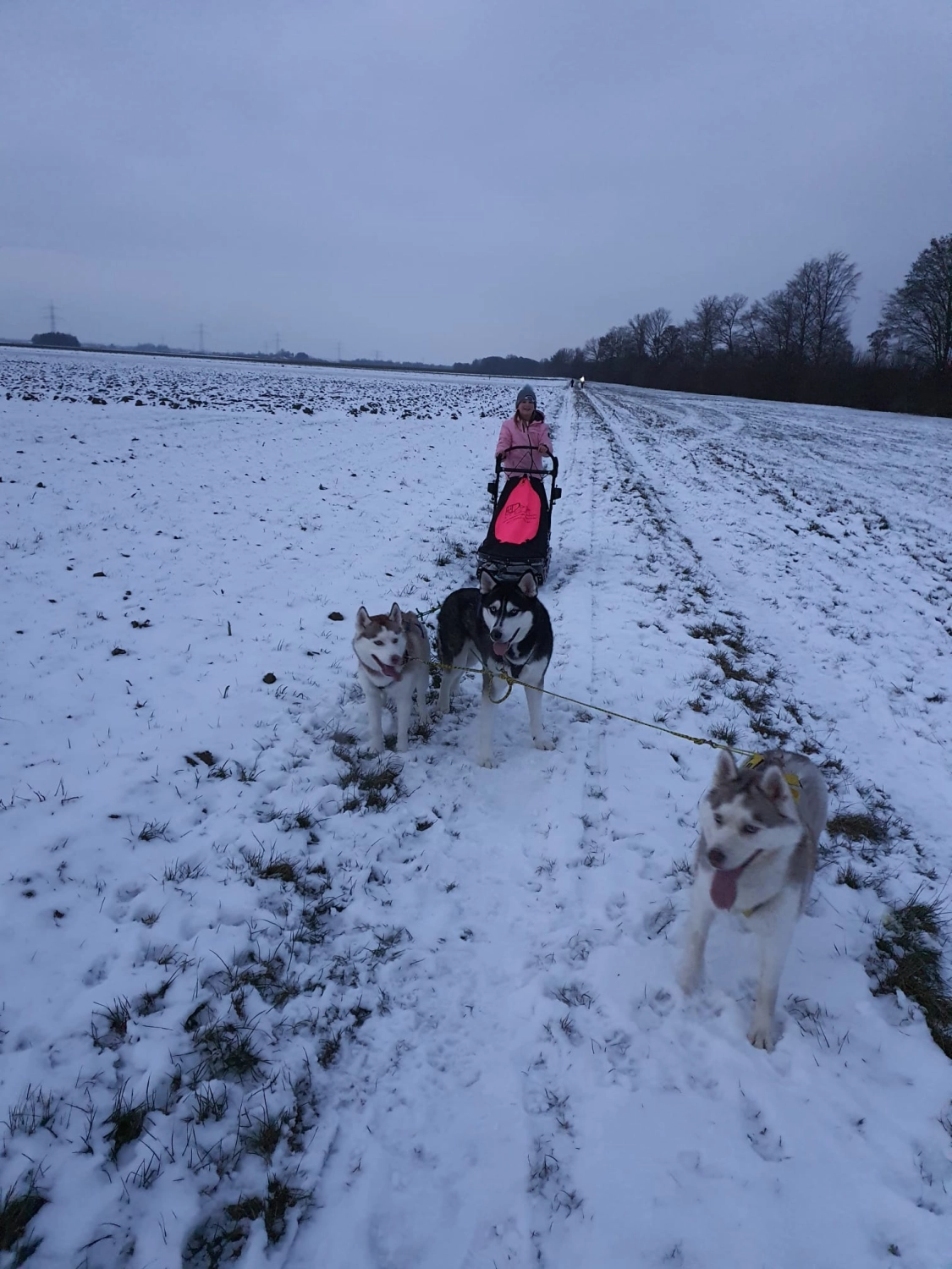 Domino Dogs School, Hunde ziehen einen Schneewagen