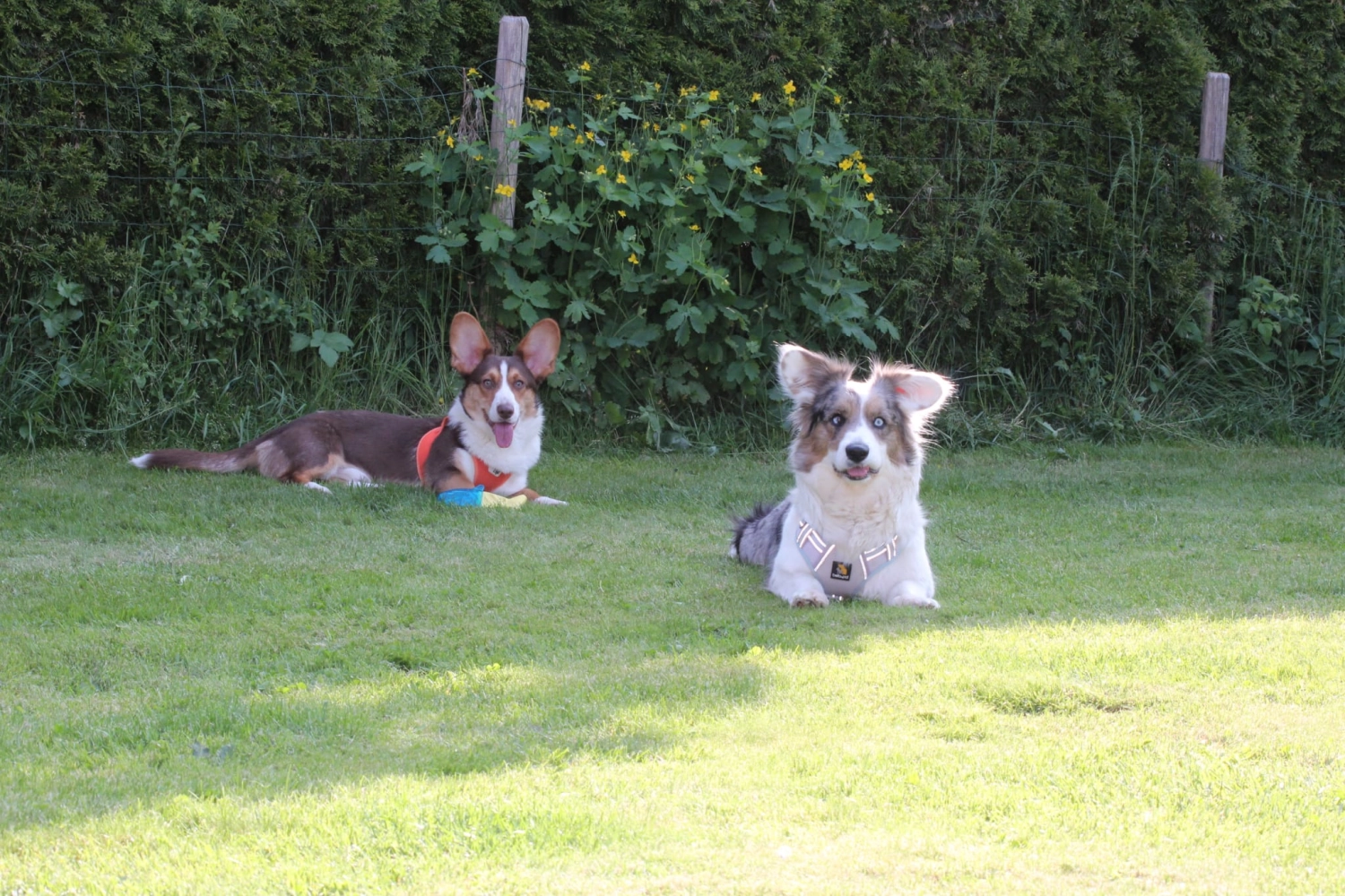 Domino Dogs School, Ein Hund spielt mit einem Gummifischspielzeug und ein Hund sitzt