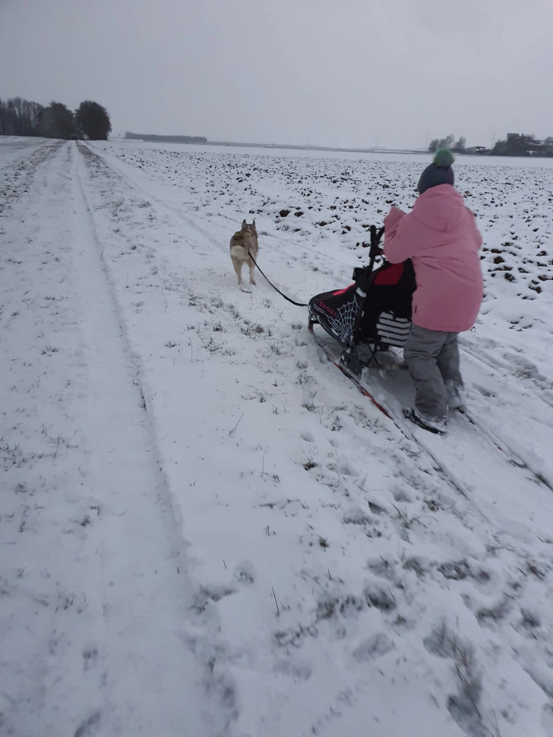 Domino Dogs School, Hunde ziehen einen Schneewagen