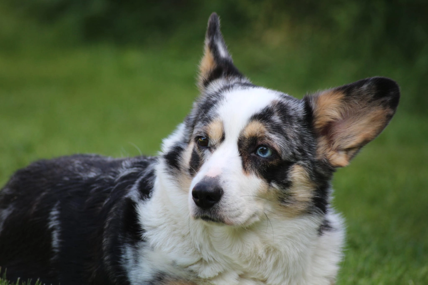 Domino Dogs School, Hund