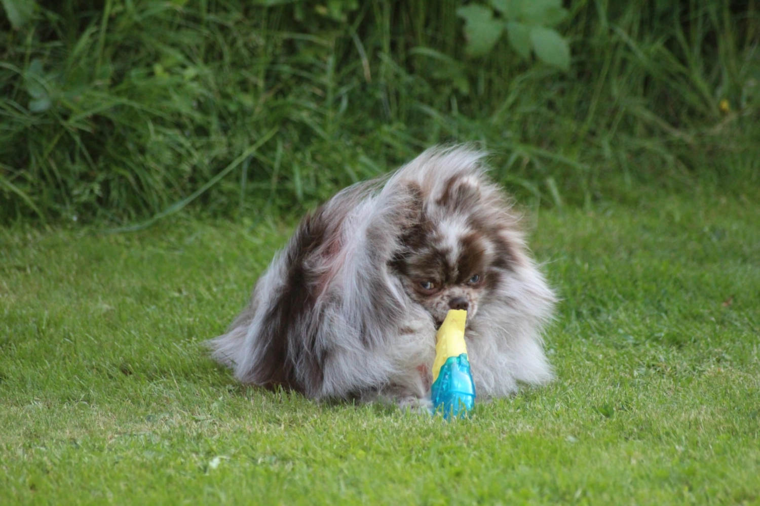 Domino Dogs School, Ein Hund spielt mit einem Gummifischspielzeug