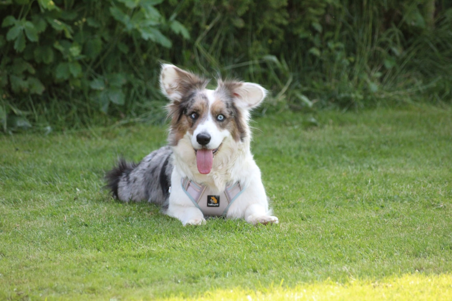 Domino Dogs School, Ein Hund sitzt mit ausgestreckter Zunge da