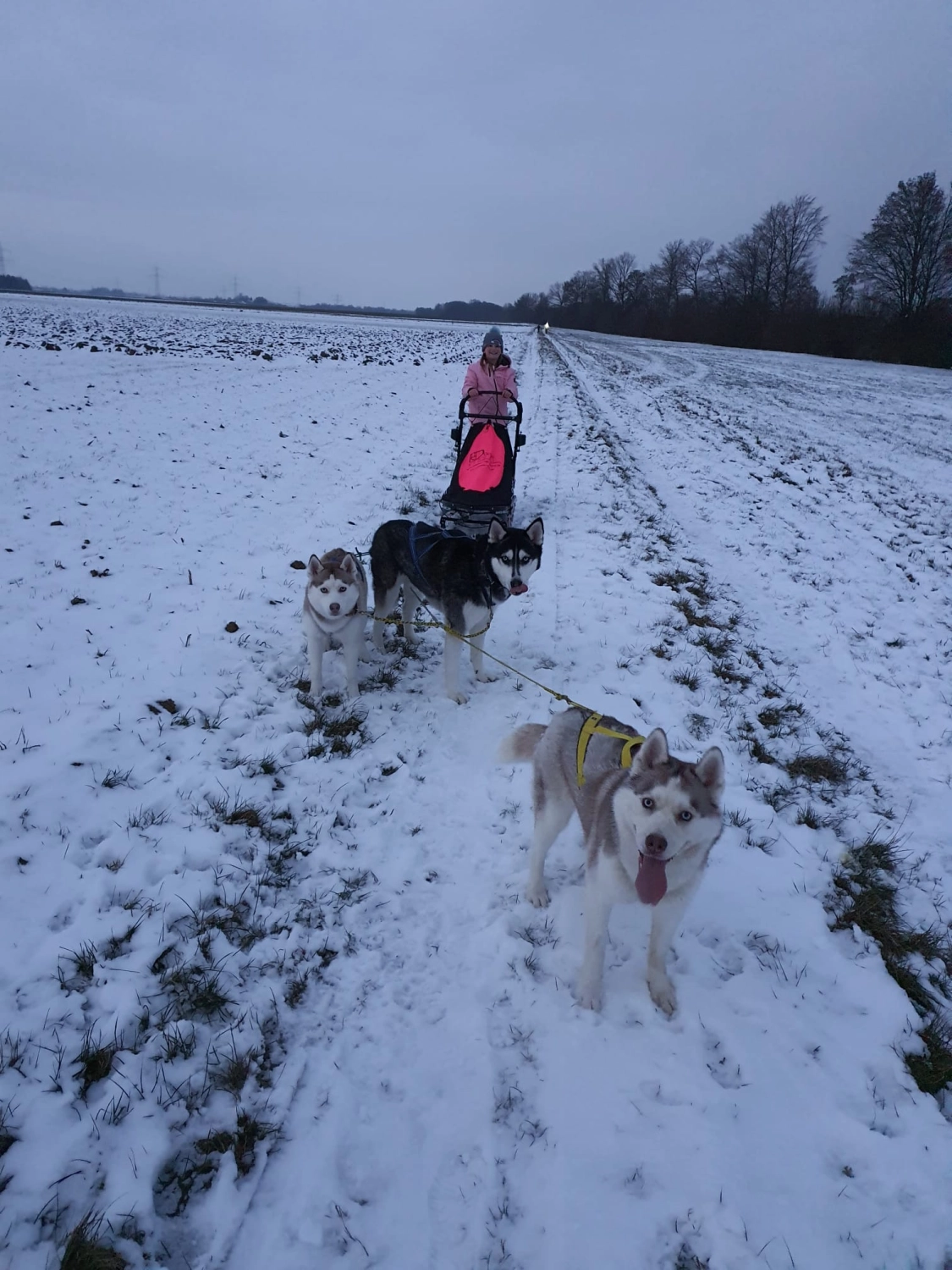 Domino Dogs School, Hunde ziehen einen Schneewagen