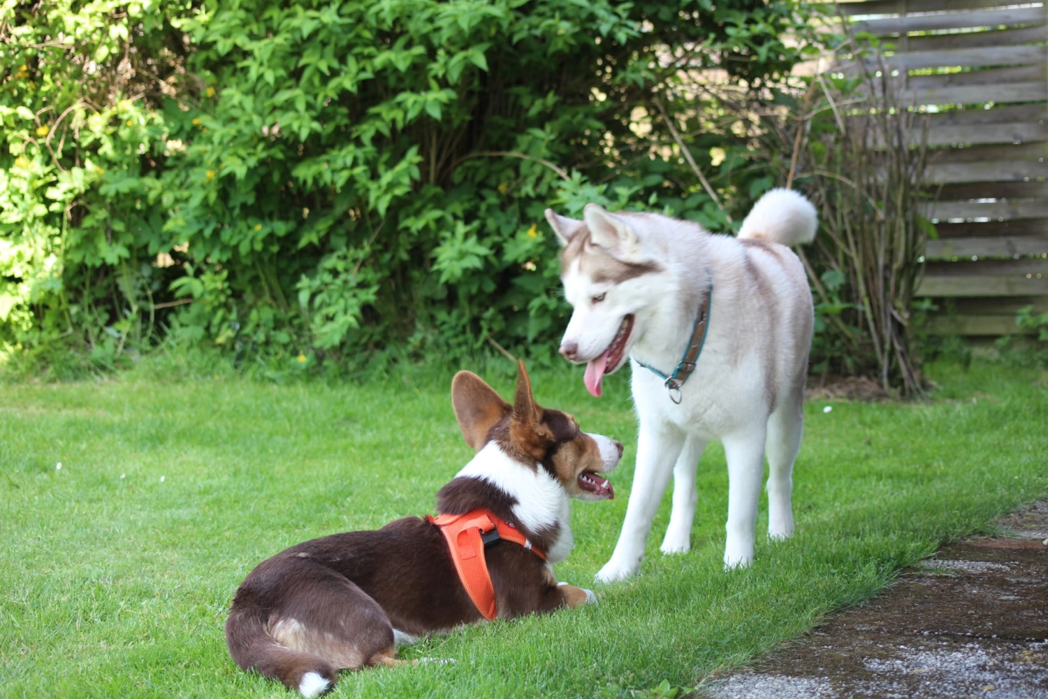 Domino Dogs School, Hunde auf Grasboden