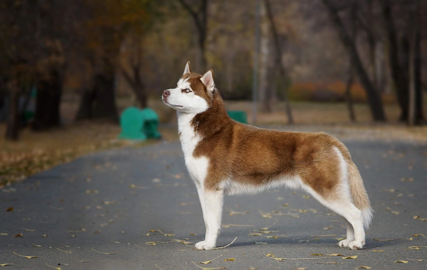 Domino Dogs School , Hund