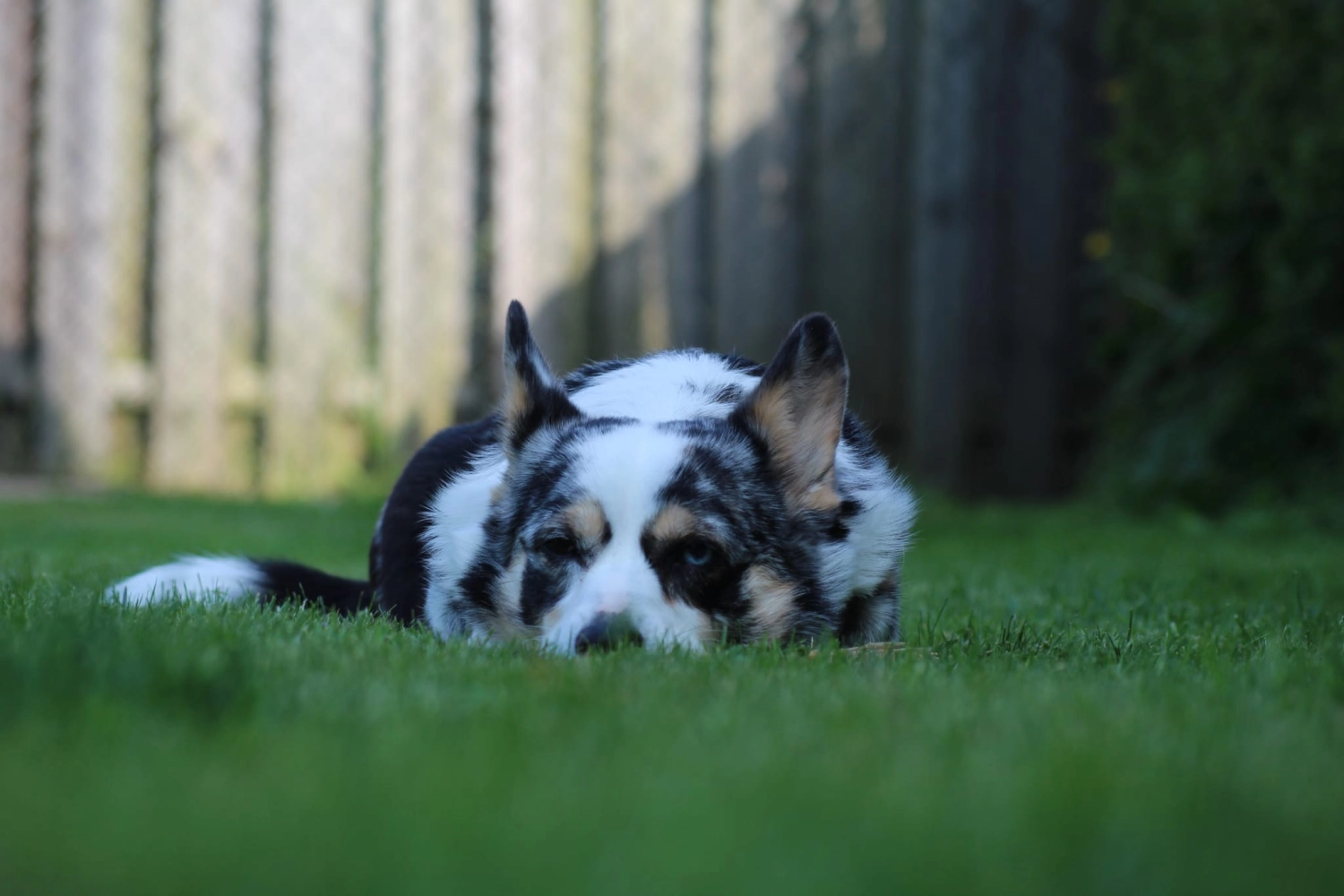 Domino Dogs School, Hund