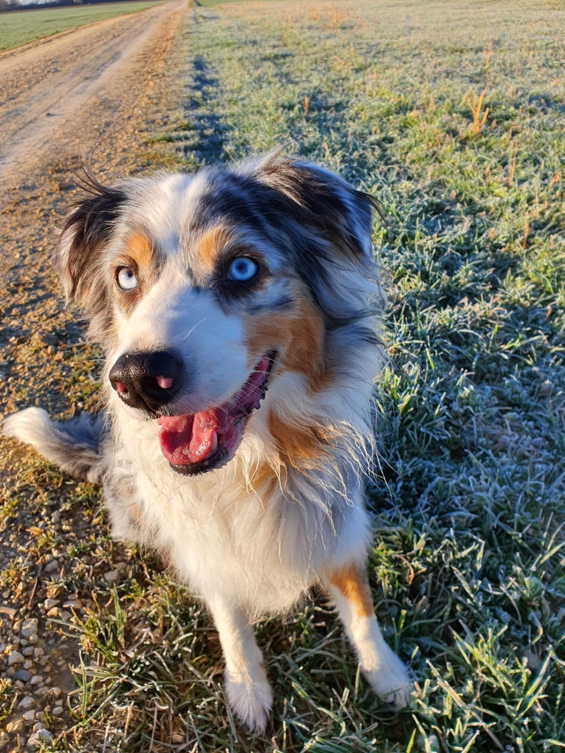 Domino Dogs School, Hund