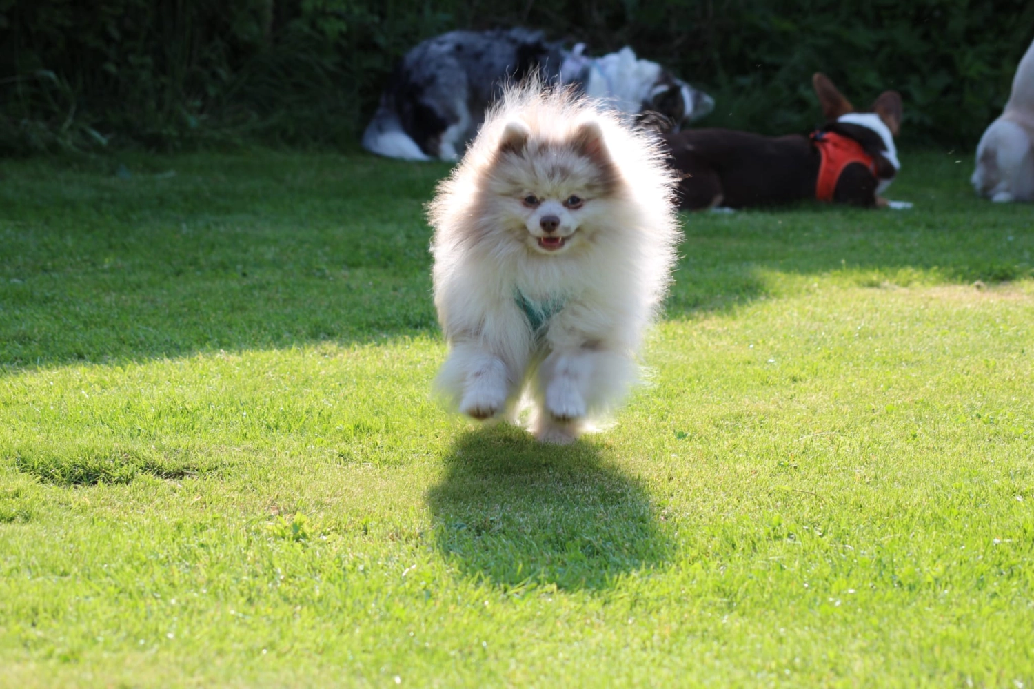 Domino Dogs School , Hund