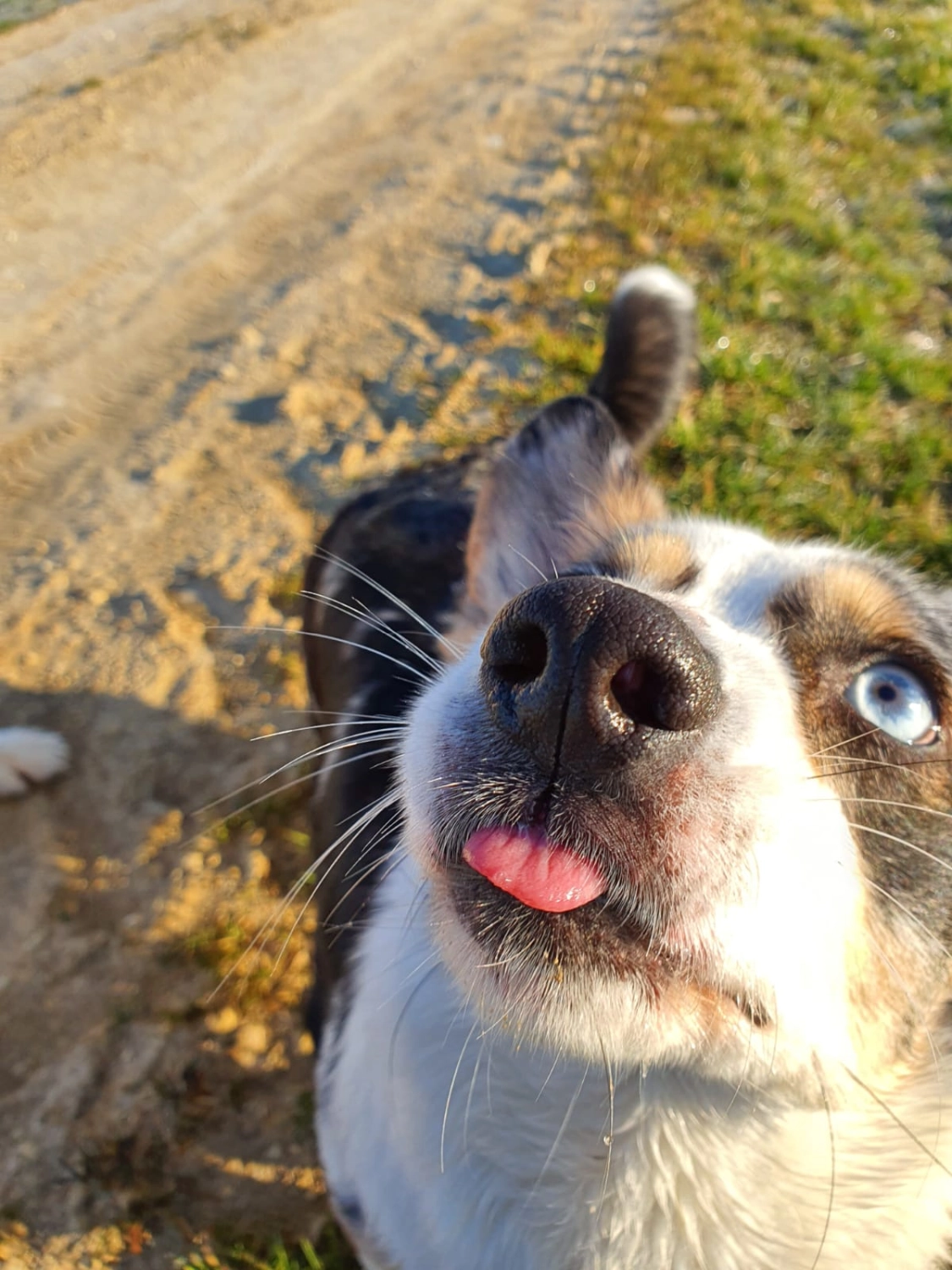 Domino Dogs School, Hund