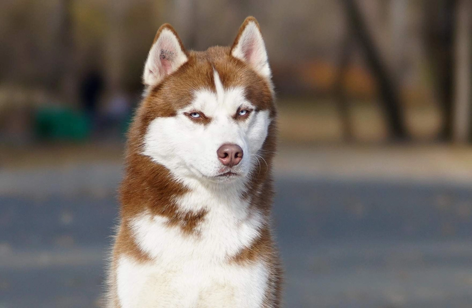 Domino Dogs School , Hund