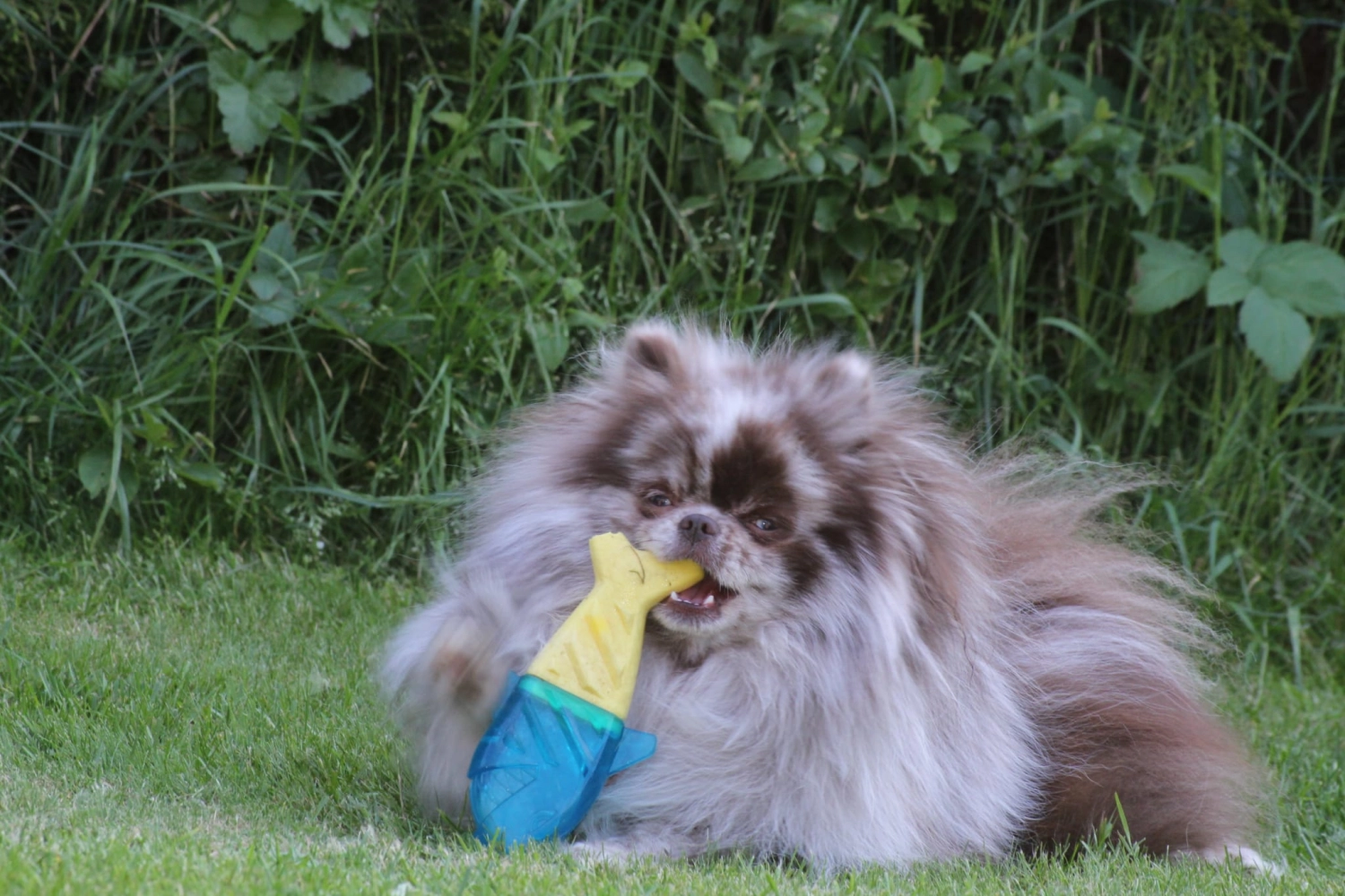 Domino Dogs School, Ein Hund spielt mit einem Gummifischspielzeug