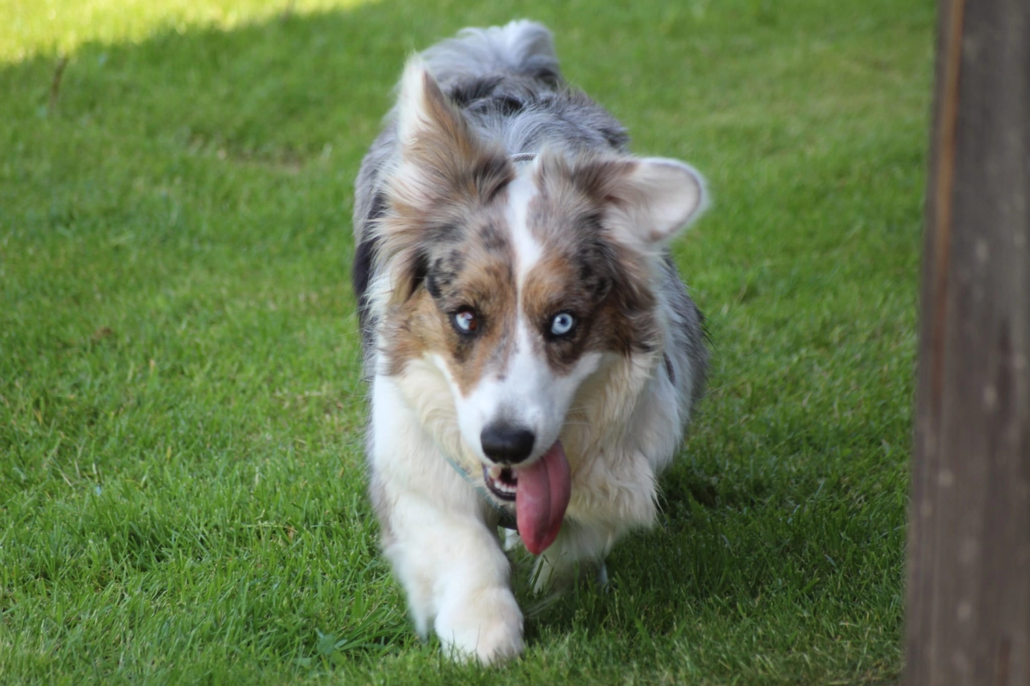 Domino Dogs School , Hund