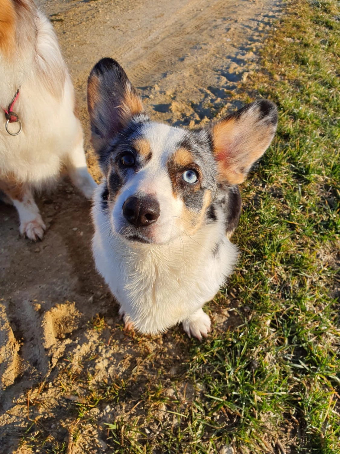 Domino Dogs School, Hund