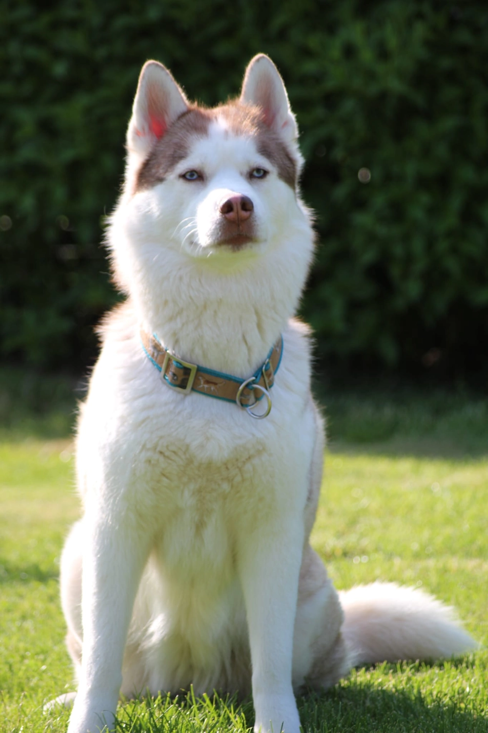 Domino Dogs School , Hund