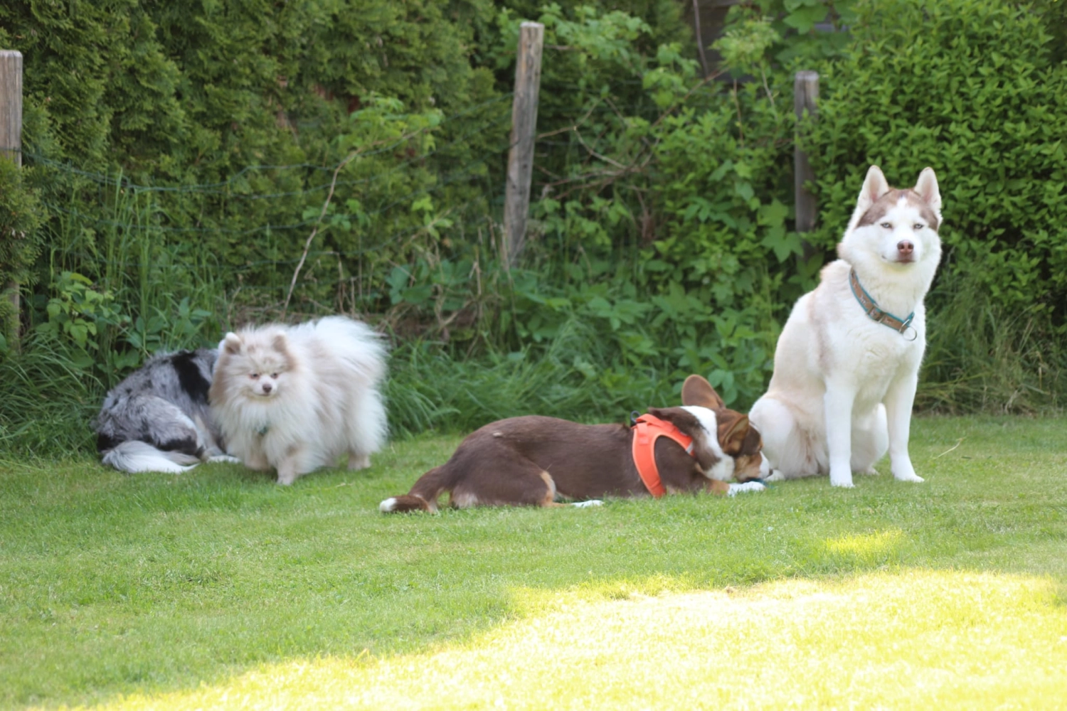 Domino Dogs School, Hunde auf Grasboden