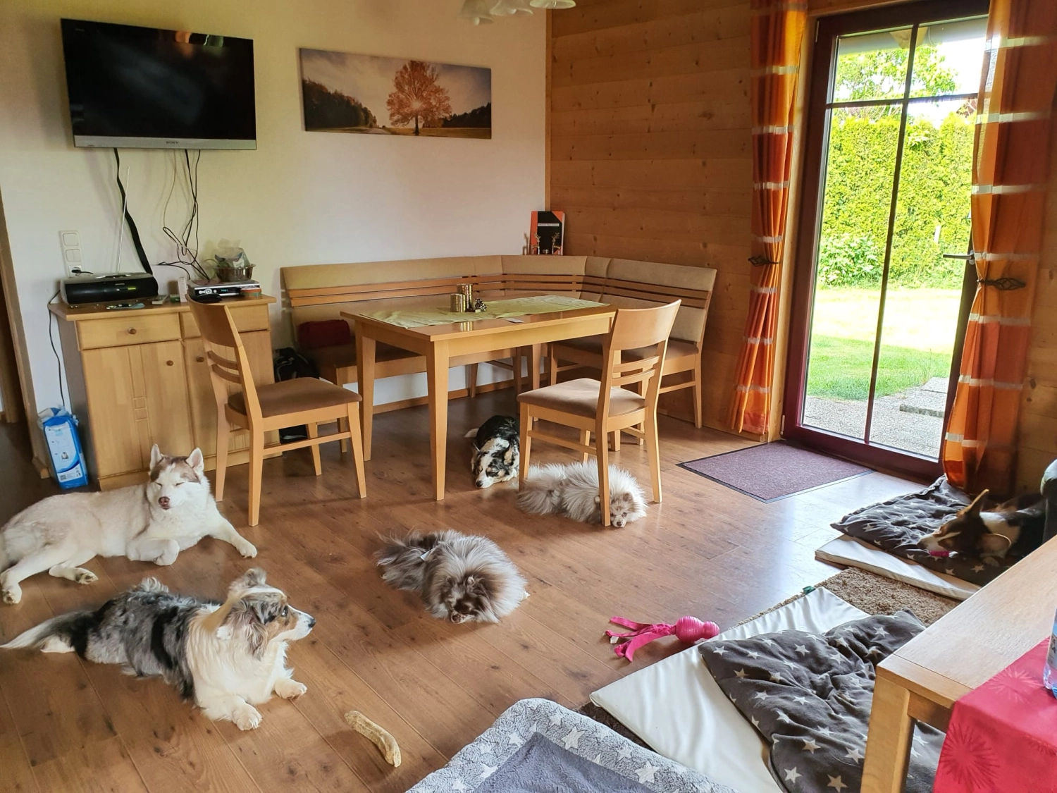 Domino Dogs School, Hund ruht in einem Zimmer