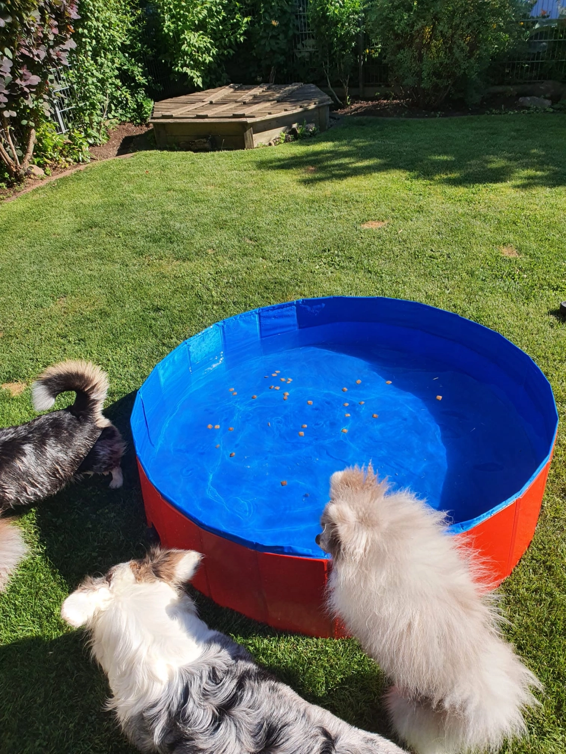 Domino Dogs School , Hunde und kleine Wasserwanne