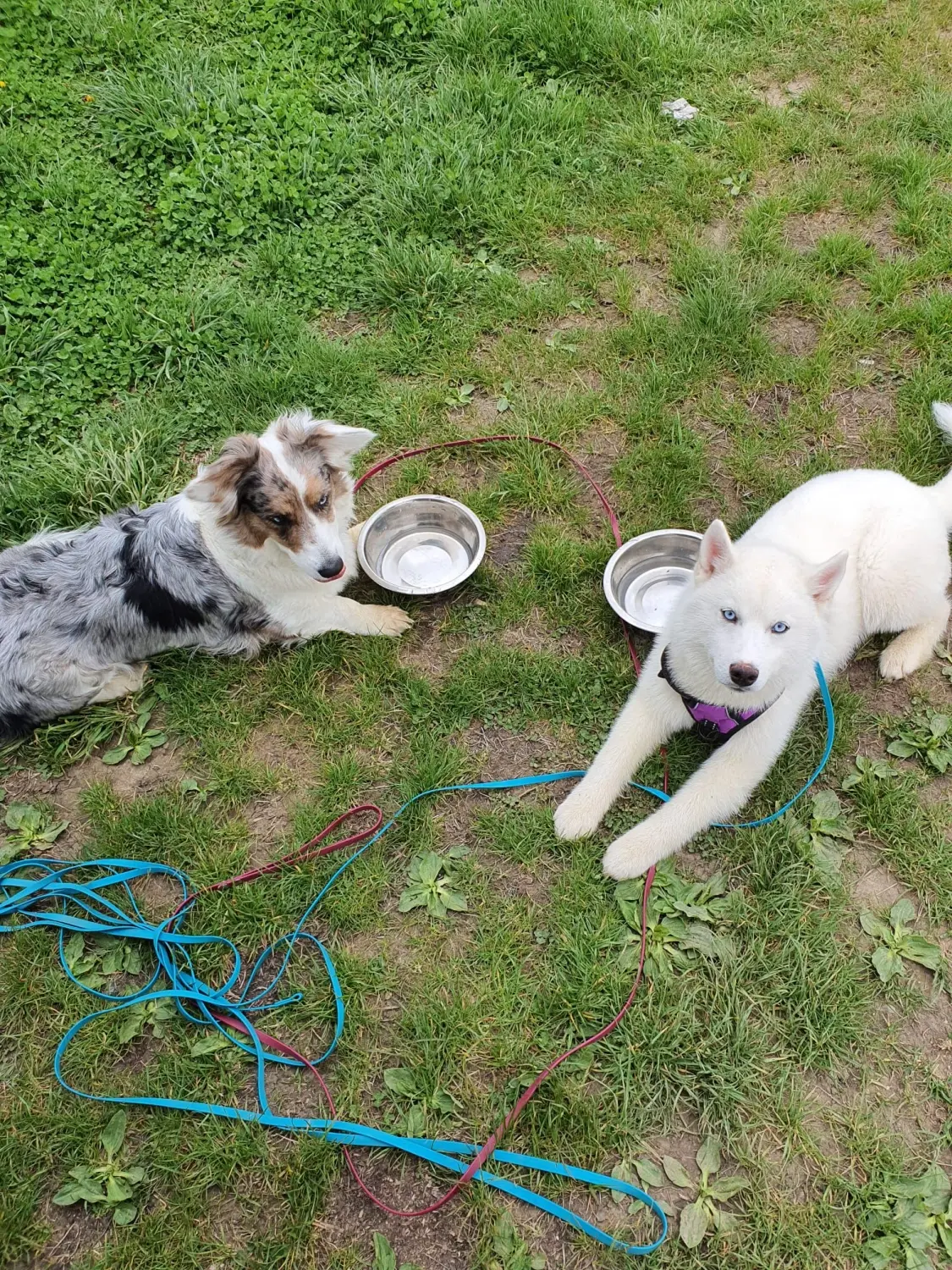 Domino Dogs School, Hunde sitzen mit ihren Futternäpfen