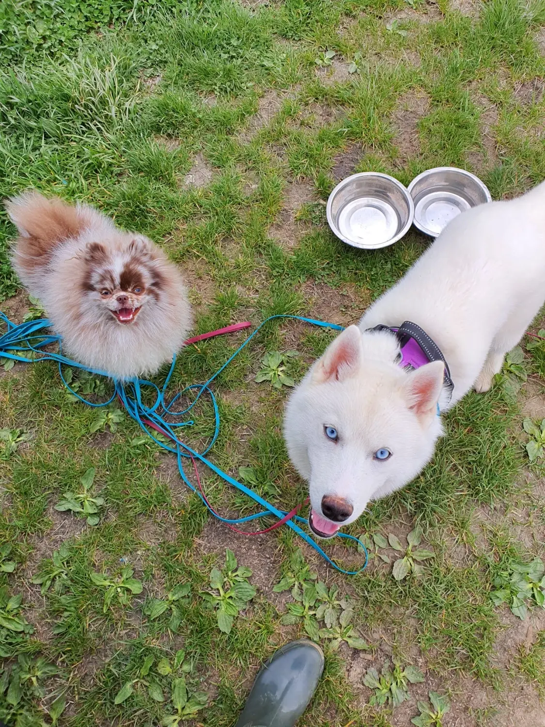 Domino Dogs School, Hunde sitzen mit ihren Futternäpfen