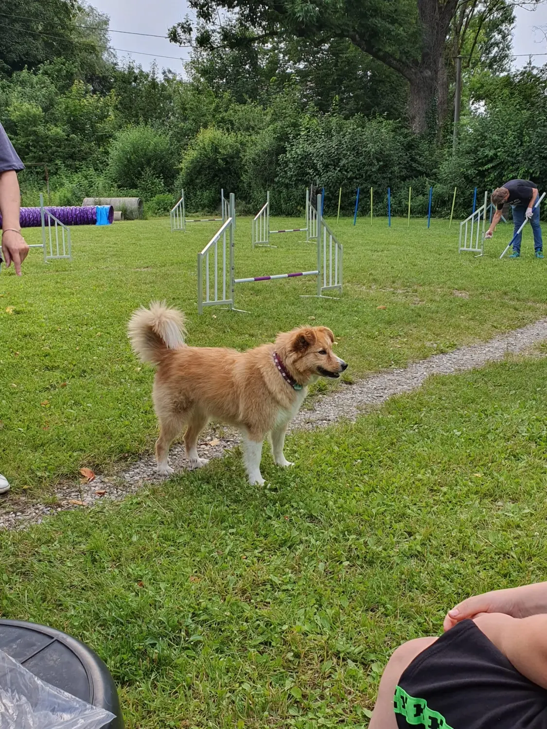 Domino Dogs School, Hundetrainer und Hund im Trainingsgelände