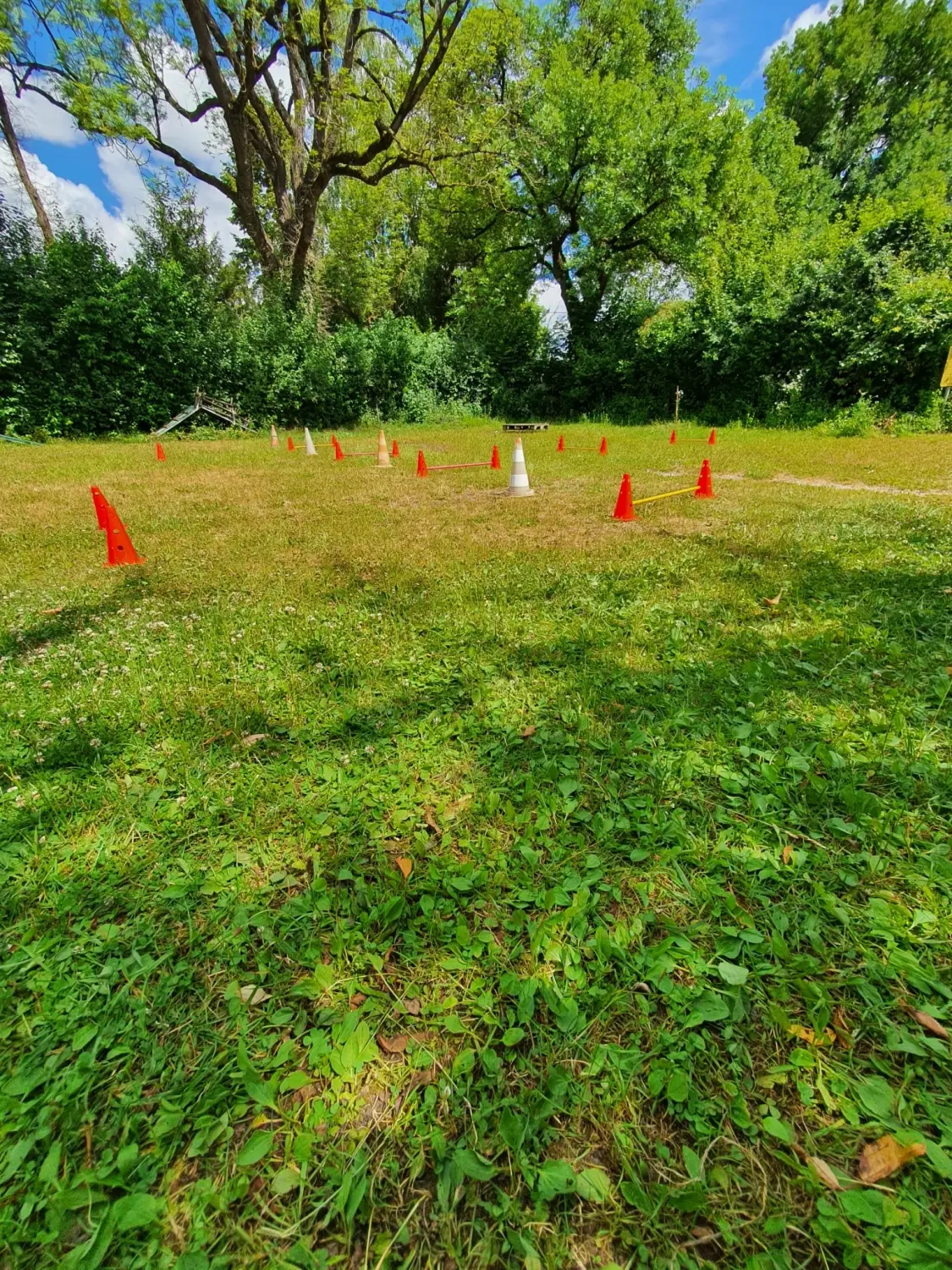 Domino Dogs School, Trainingskegel für Hunde