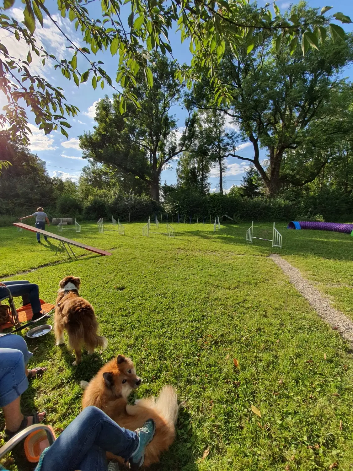 Domino Dogs School, Menschen sitzen und ihre Hunde auf dem Hundetrainingsgelände