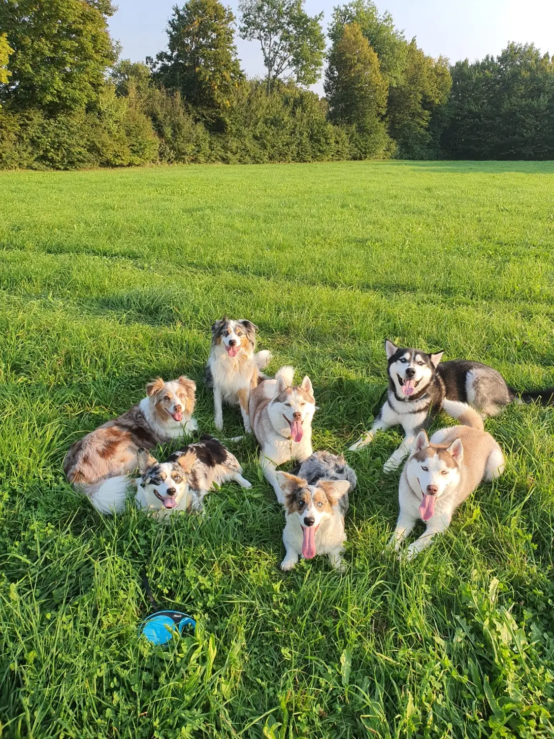 Domino Dogs School , Hunde sitzen mit ausgestreckten Zungen auf dem Rasen