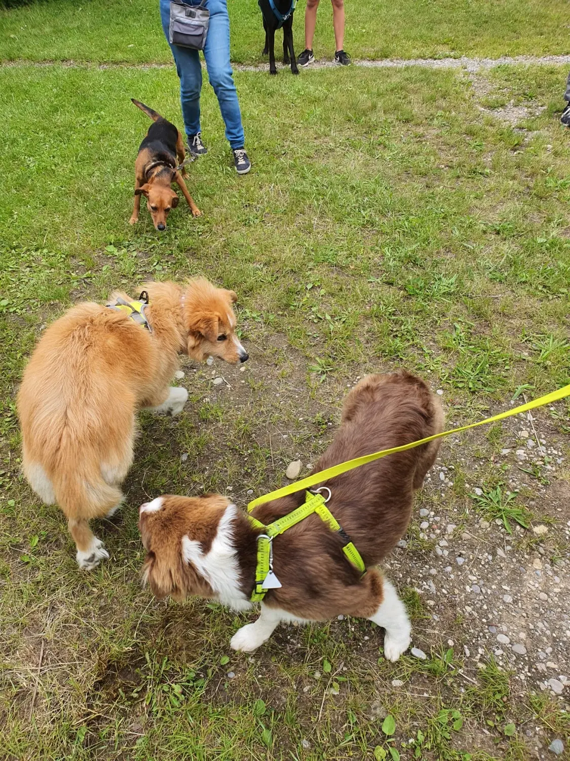 Domino Dogs School, Menschen und Hunde, einige Hunde an der Leine