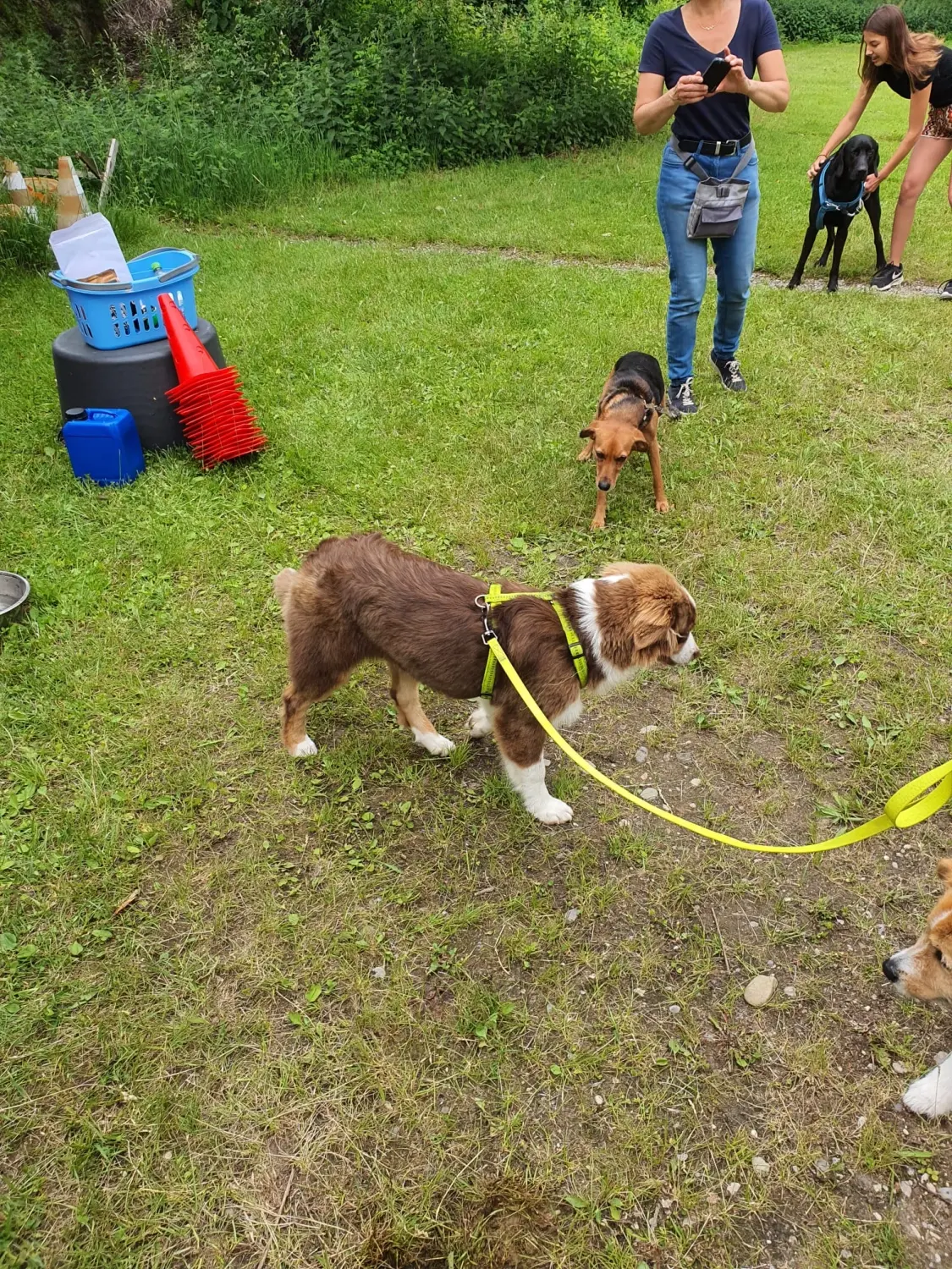 Domino Dogs School, Menschen und Hunde, einige Hunde an der Leine