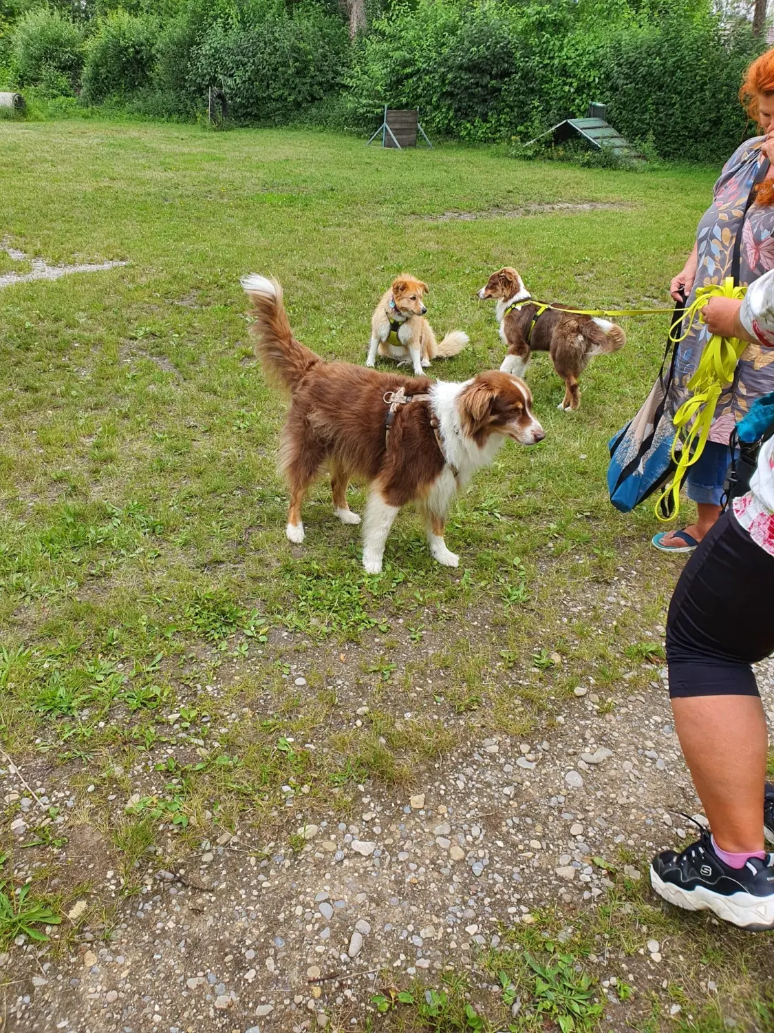 Domino Dogs School, Menschen und Hunde, einige Hunde an der Leine