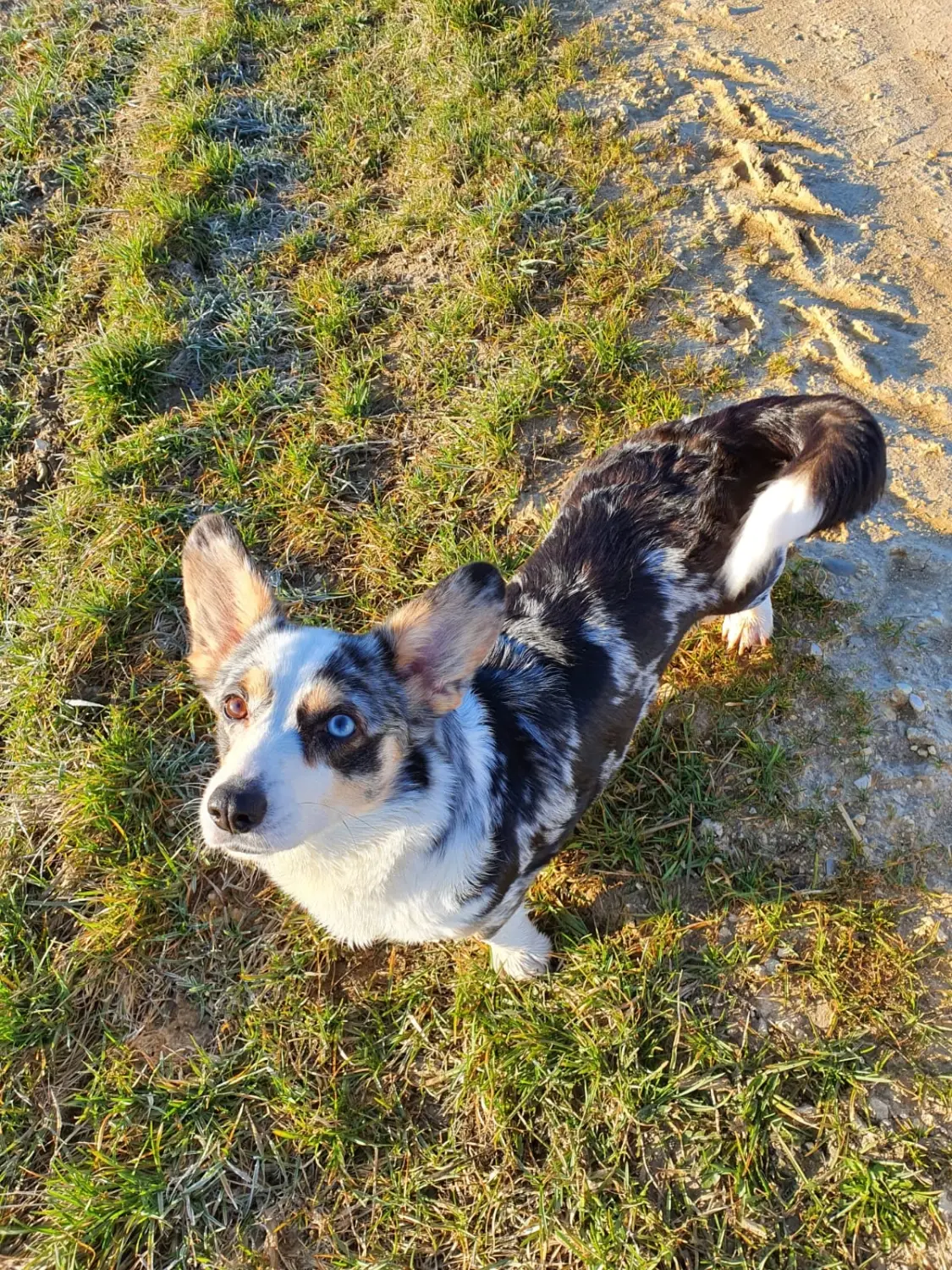 Domino Dogs School, Hund