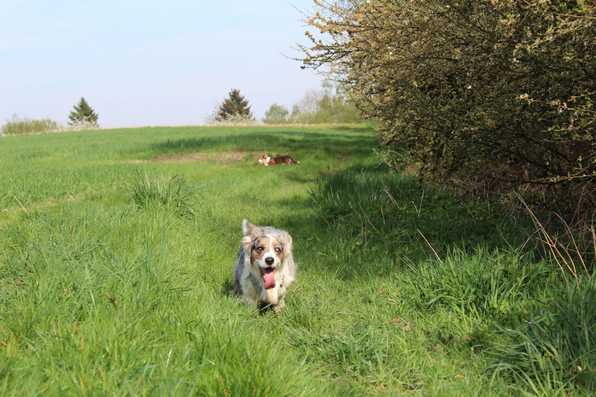 Domino Dogs School , Hund jagt zum Training ein Vogel-Stofftier, das an einem Stock befestigt ist