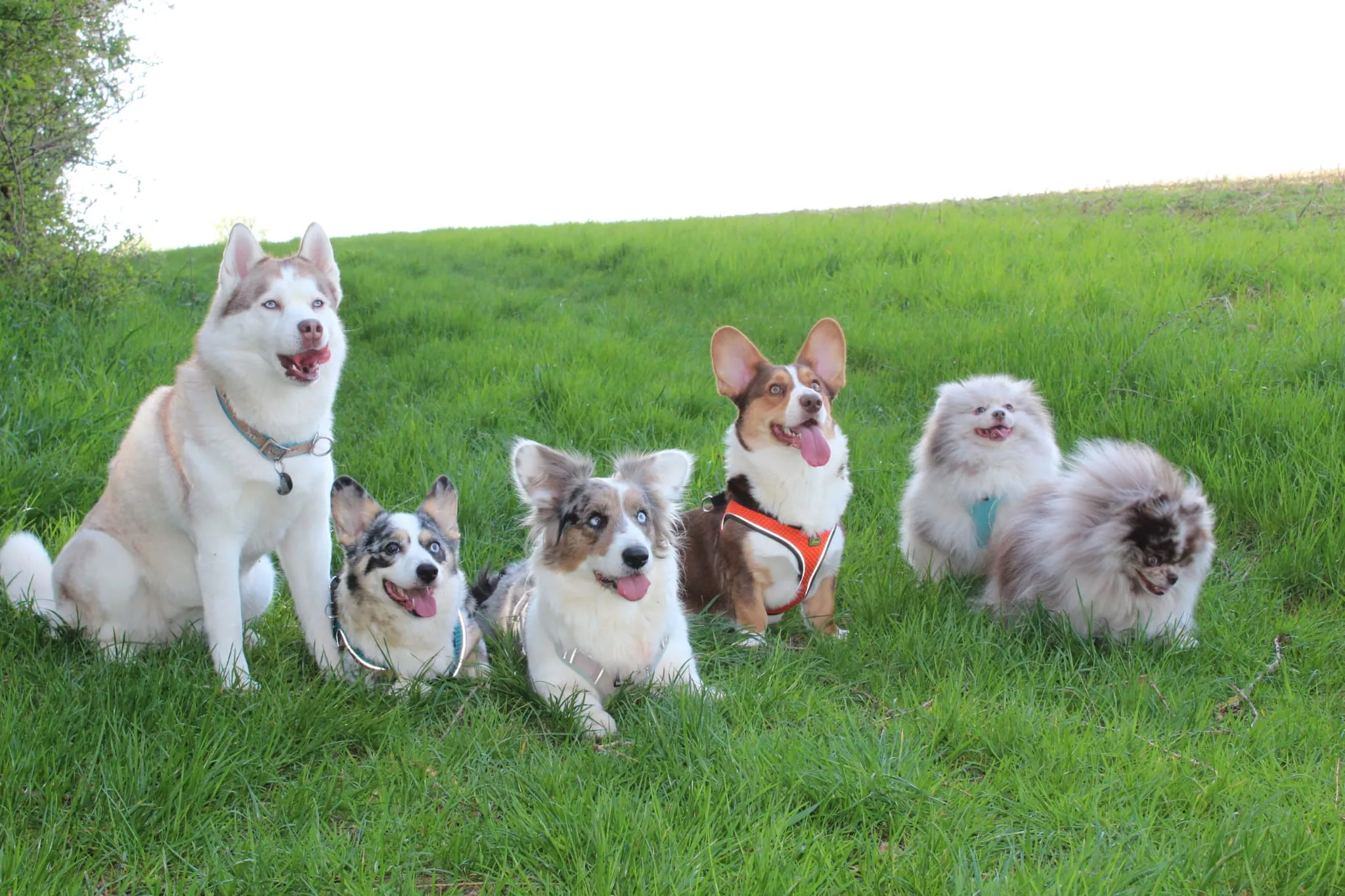 Domino Dogs School, Hund fängt Herbstblätter mit seinem Mund