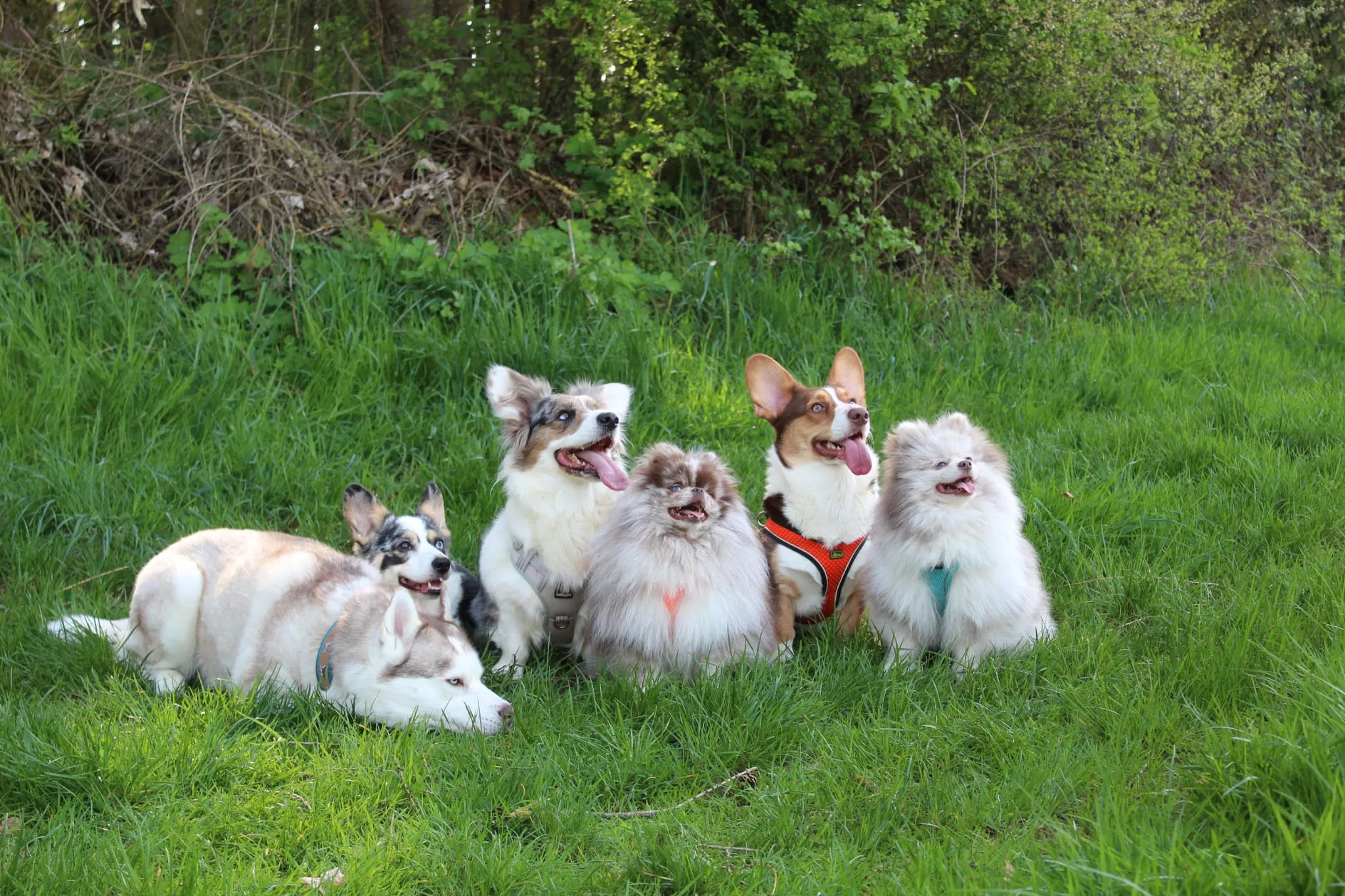 Domino Dogs School , Hund läuft auf Herbstblättern