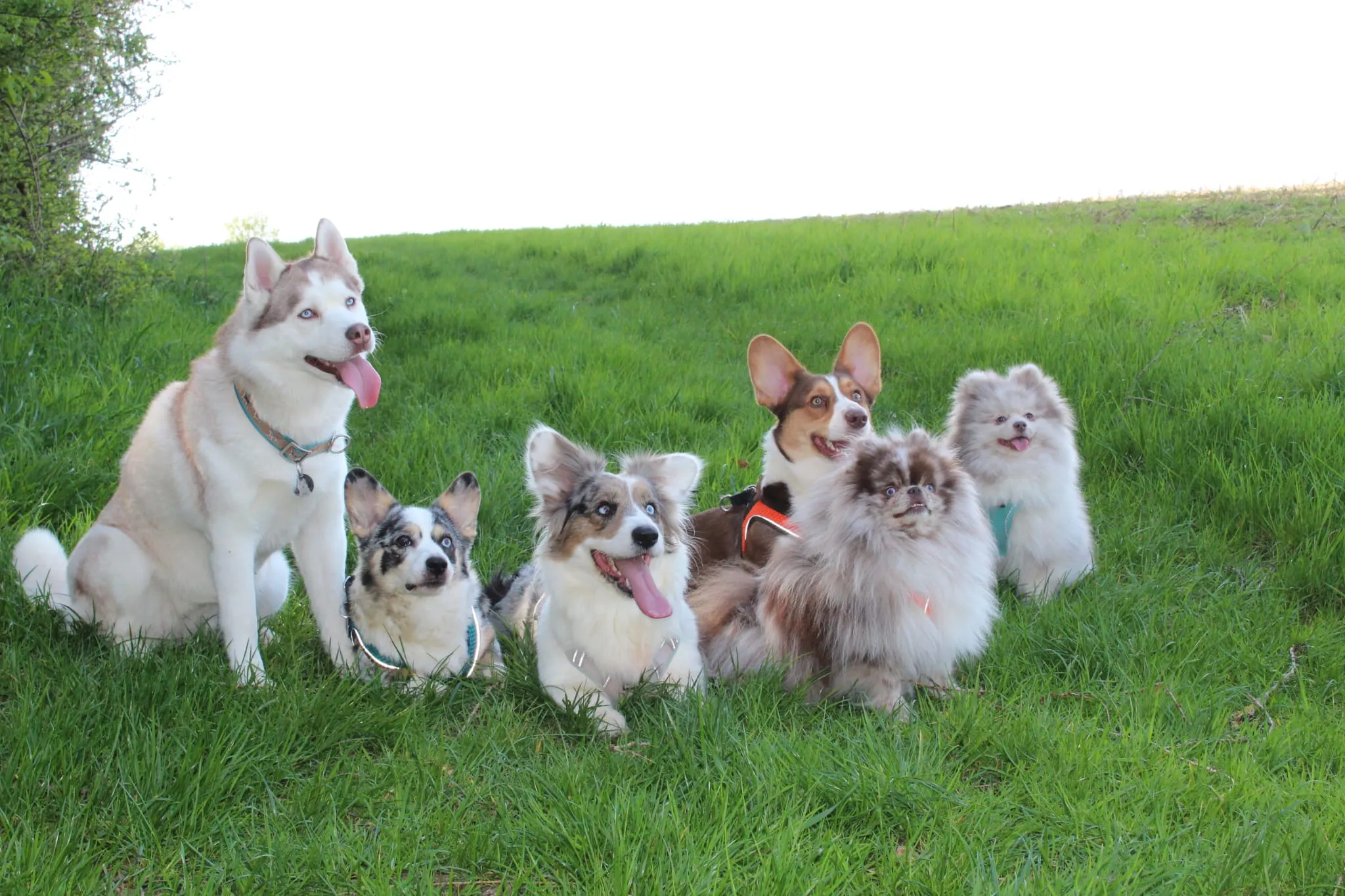 Domino Dogs School , Hund sitzt im Herbsturlaub