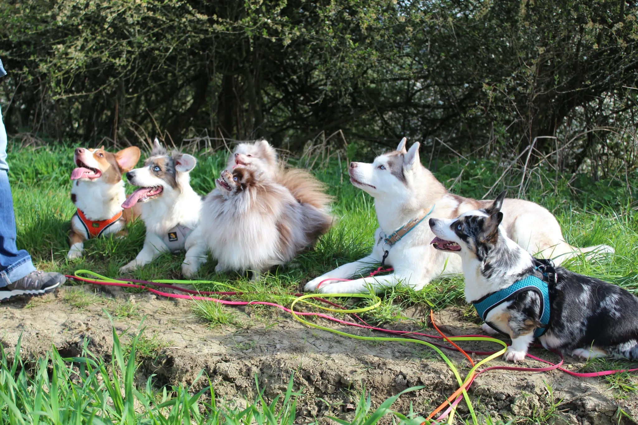 Domino Dogs School , Hund sitzt auf Holzscheit und einem Halloween-Kürbis