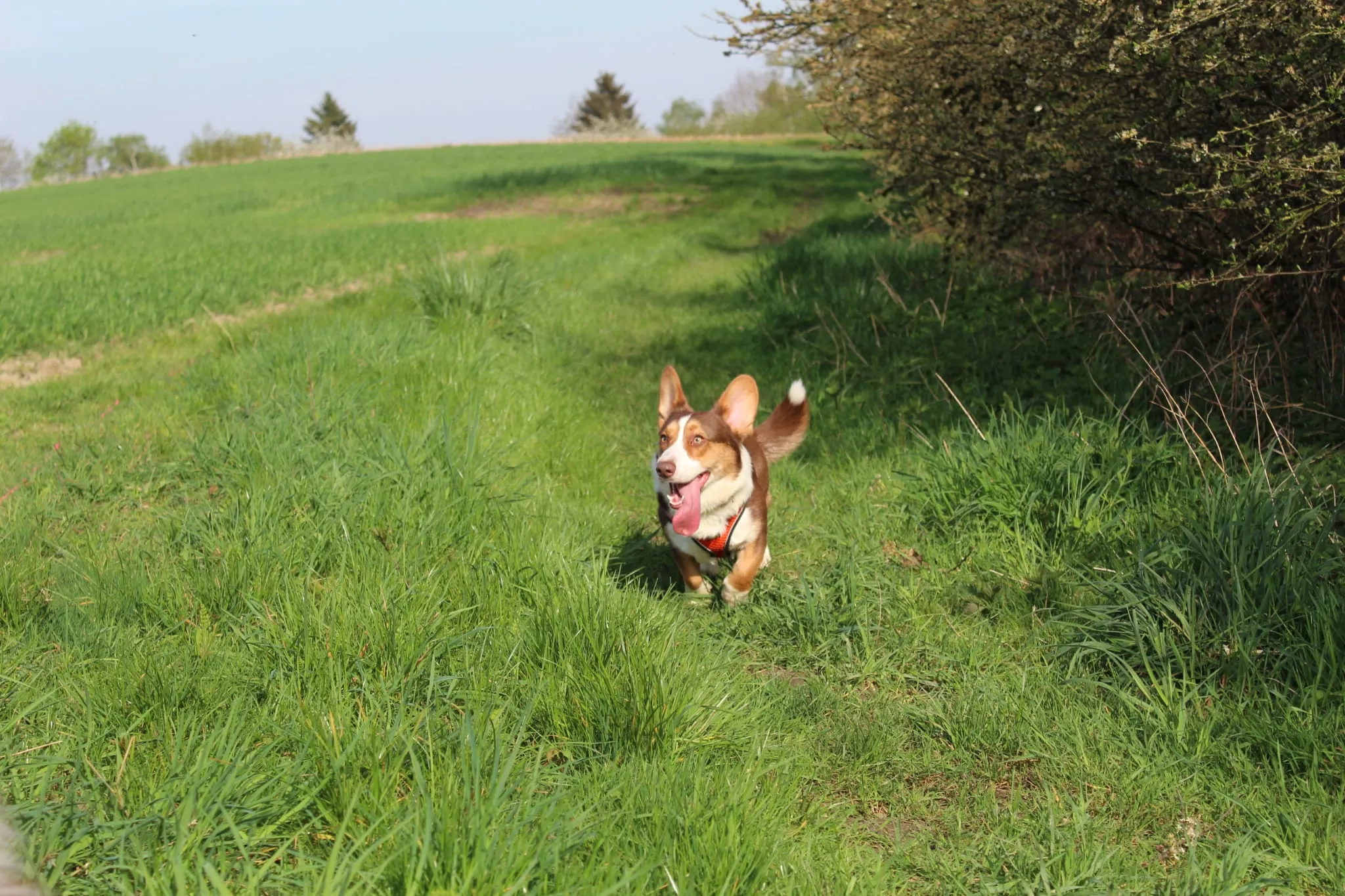 Domino Dogs School , Hund läuft auf Herbstblättern